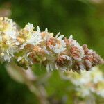 Sesamoides pygmaea Flower