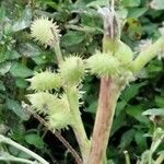 Xanthium orientale ഫലം