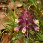 Melampyrum cristatum Λουλούδι