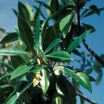 Bruguiera gymnorhiza Fruit