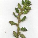 Dysphania pumilio Flor