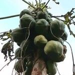 Carica papaya 果實