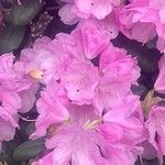 Rhododendron catawbiense Žiedas