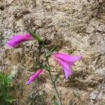 Gladiolus italicus Floare