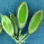 Lomatium nevadense Fruit