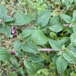 Origanum vulgareLeaf