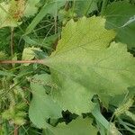 Xanthium orientale Leaf