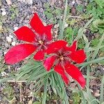 Tulipa linifolia Blüte