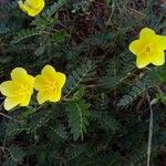 Tribulus zeyheri 葉