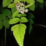 Rubus niveus Blatt