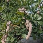 Sophora secundiflora Fruit