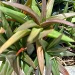 Aloe spp. Leaf