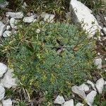 Saxifraga squarrosa عادت