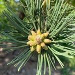 Pinus flexilis Fruit