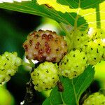 Morus alba Fruto
