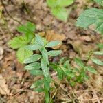 Galium borealeFeuille