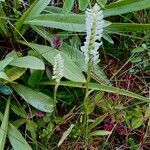 Spiranthes romanzoffianaFlower