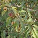 Combretum micranthum Frucht