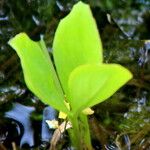 Utricularia minor Leaf
