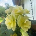 Begonia grandis 花