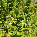 Berberis vulgarisФрукт