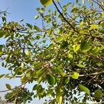Ficus cordata Otro