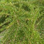 Cotoneaster nan-shan ഇല