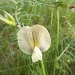 Vicia grandifloraCvet