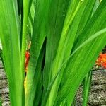 Crocosmia × crocosmiiflora পাতা