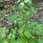 Aquilegia pyrenaica Blatt