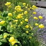 Trollius europaeusFlower