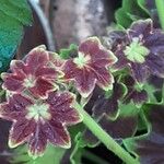 Pelargonium inquinans Blad