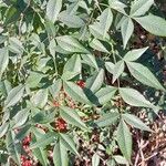 Nandina domestica Lapas