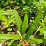 Coreopsis auriculata Blatt