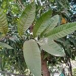 Annona reticulata পাতা