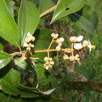 Miconia xalapensis Kvet