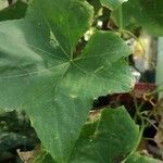 Luffa cylindrica برگ