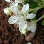 Osteomeles anthyllidifolia Flor