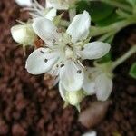 Osteomeles anthyllidifolia Flower