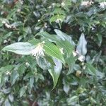 Sarcococca orientalis Květ