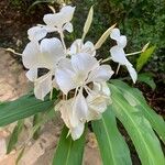 Hedychium coronariumFloro