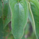 Rhynchanthera grandiflora Leaf