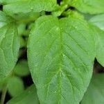 Amaranthus blitum Blad