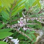 Indigofera decora Kvet