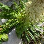 Campanula thyrsoides Blatt