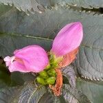 Chelone lyonii 花