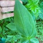 Zinnia peruviana Leaf