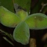 Oxera microcalyx Deilen