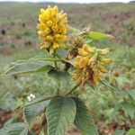 Eriosema montanum Flower