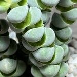 Crassula plegmatoides 葉